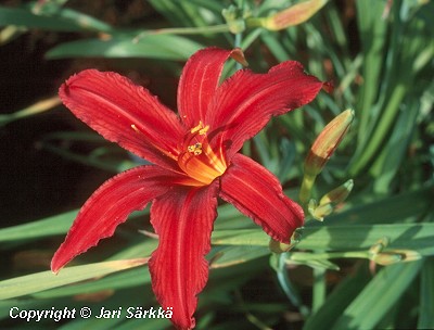  Hemerocallis Hybrida-Ryhm 'Crimson Pirate'